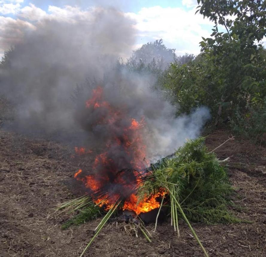 В Усть-Лабинском районе уничтожили 470 кустов конопли