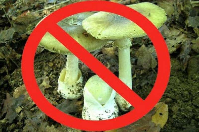 Усть-Лабинцев предупреждают об отравлении грибами