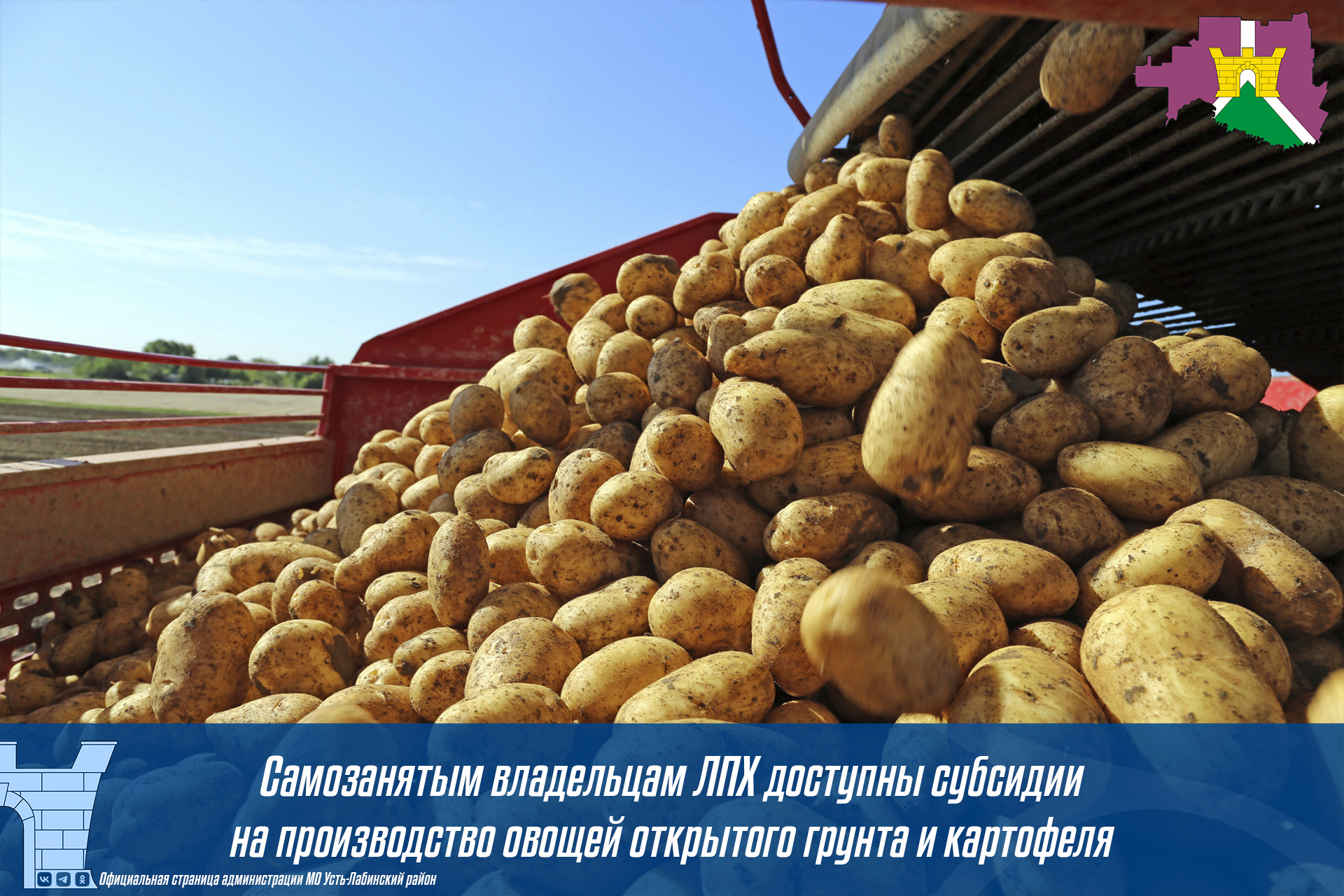 Самозанятым владельцам ЛПХ доступны субсидии на производство овощей открытого грунта и картофеля