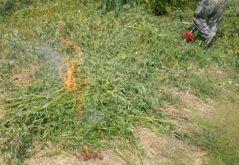 В Усть-Лабинском районе сожгли более пяти тысяч кустов конопли