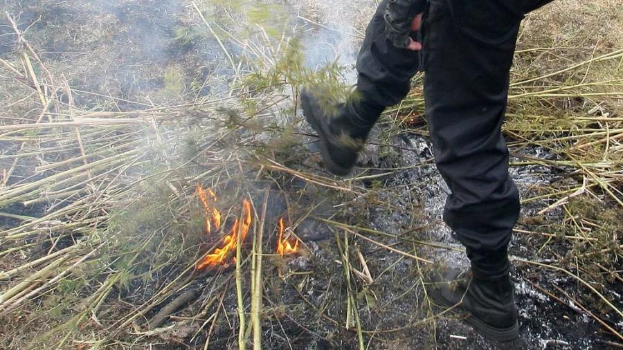 В Усть-Лабинском районе уничтожено 249 кустов дикорастущей конопли