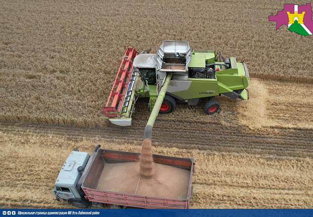 Уборка озимой пшеницы завершена на 91%