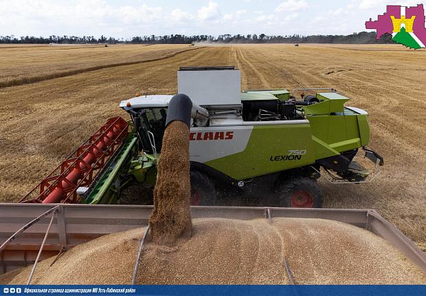 Аграрии Усть - Лабинского района продолжают уборку озимой пшеницы, рапса и гороха