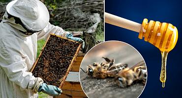 Как защитить пчёл от негативного воздействия пестицидов