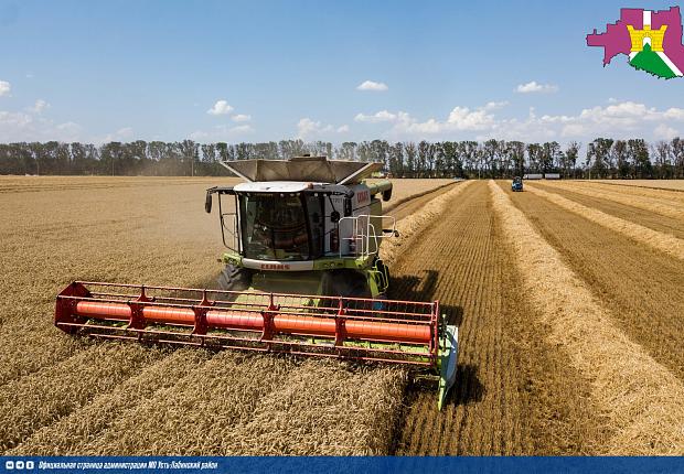 Аграрии Усть - Лабинского района продолжают уборку озимой пшеницы, рапса и гороха