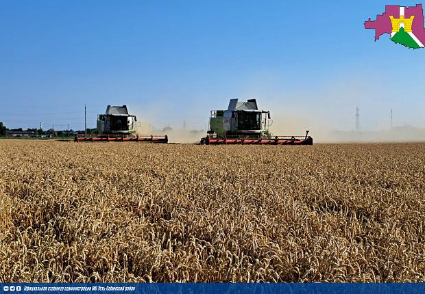 Уборка озимой пшеницы завершена на 91%