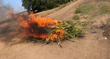 В Усть-Лабинском районе ликвидировано более 1800 кустов дикорастущей конопли